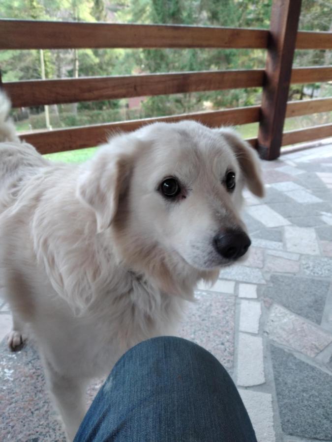 Podgorić Kuca Za Odmor"Miran San" 빌라 외부 사진